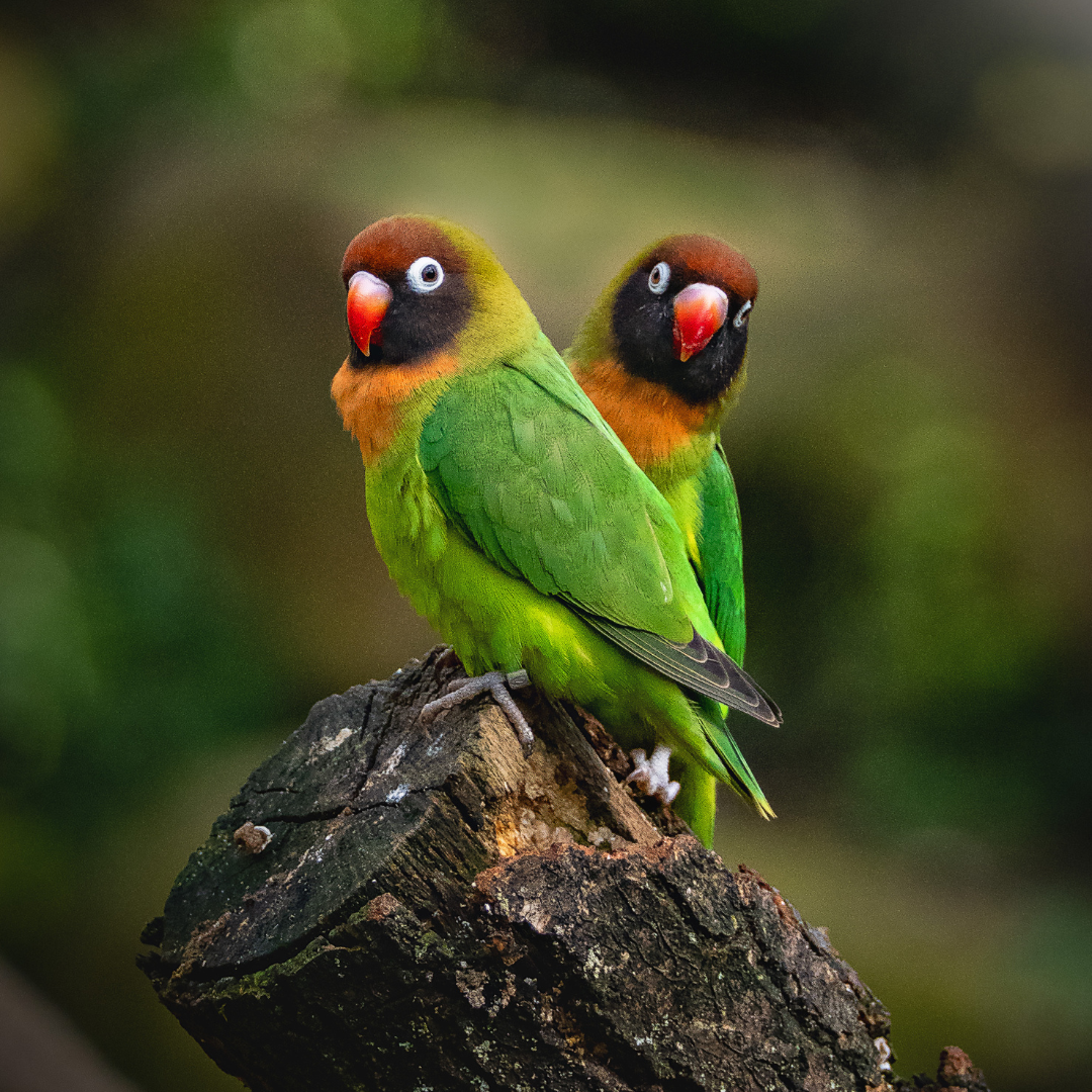 FB 1080x1080  (13)